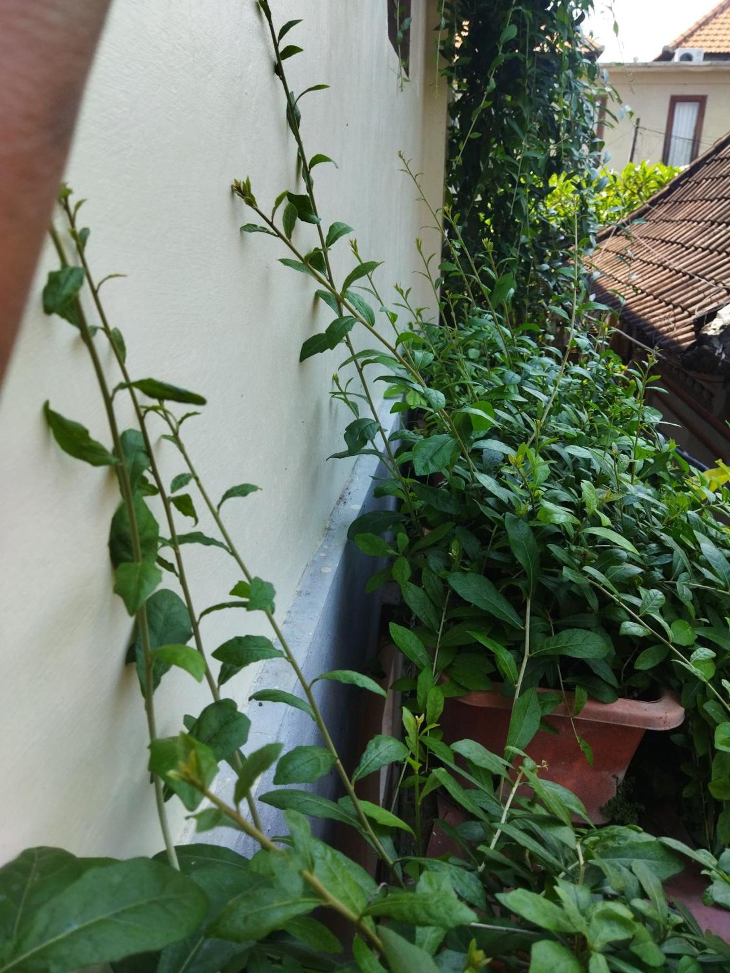 Hotel Wahwik's House Ubud Exterior foto